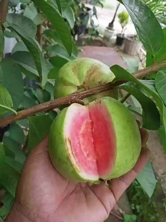 RED GUAVA FRUIT PLANT EXOTIC PLANTS