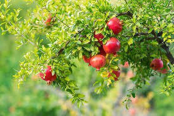 Pomegranate plant Punica granatum -  Medicinal Plant Live Plants