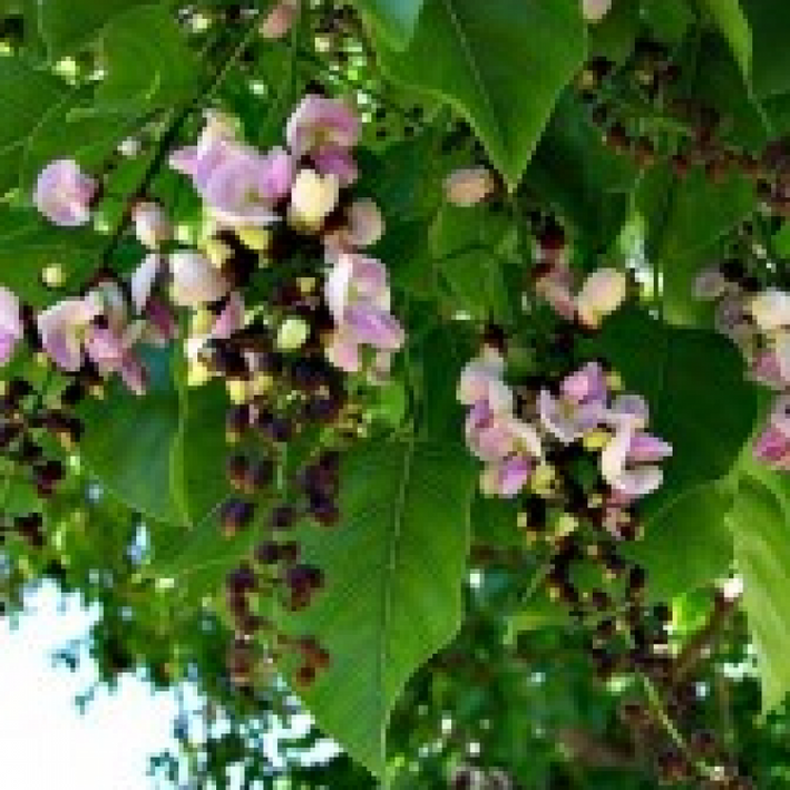 Pongamia Pinnata, Karanj -  Medicinal Plant Live Plants (Copy)