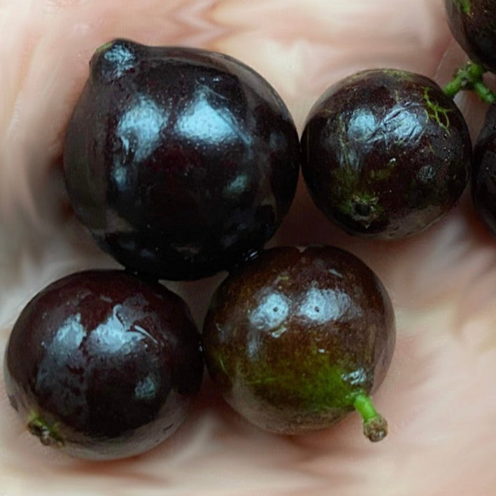 Jaboticaba Caipirinha Fruit Plant