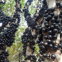 Jaboticaba Honey Drop Fruit Plant