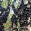 Jaboticaba Honey Drop Fruit Plant