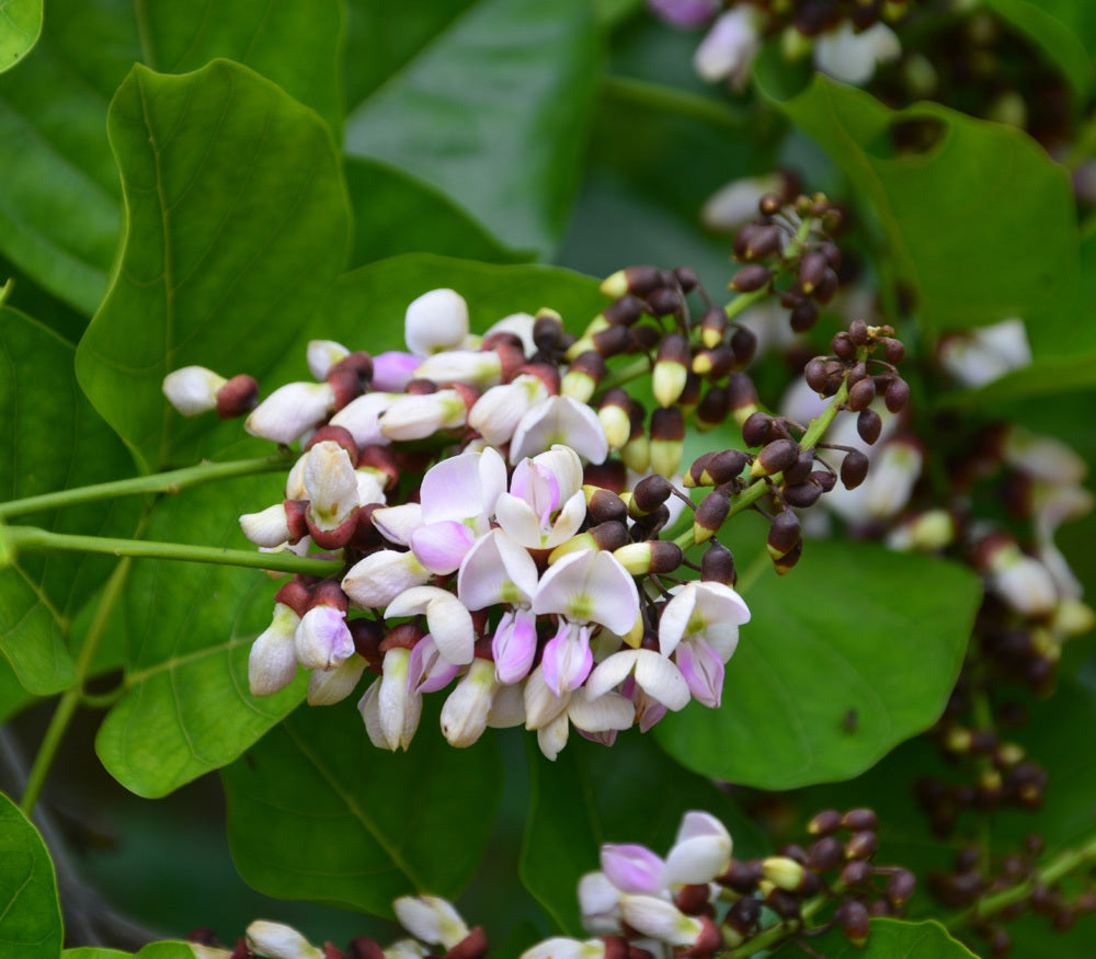 Ungu (Pongamia Pinnata) Medicinal Plant: Healthy Live Plant in Polybag