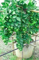 All Time Thai Lemon PlantsThai seedlees Lemon Plant Fruit Plants