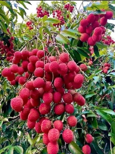 LICHI FRUIT PLANT EXOTIC PLANTS