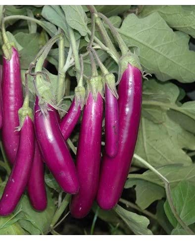 Organic Brinjal Purple F1 Hybrid seeds- Open Pollinated 50 seeds-vegetable seeds