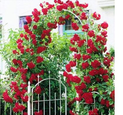 Premium Climbing Rose Seeds – Hybrid Variety for Trellises, Fences & Arches - Rose Seeds