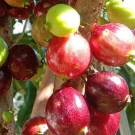 Red LanternJaboticaba (Plinia Phitrantha Red Lantern) Regular price Fruit Plant