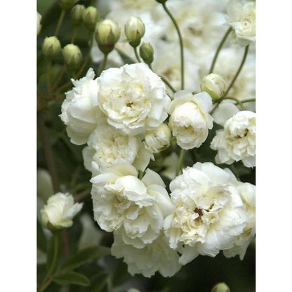 Exotic Hybrid Climbing Rose Flower Seeds – Pack of 20  -Delhi White Pear - Rose Seeds