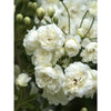 Exotic Hybrid Climbing Rose Flower Seeds – Pack of 20  -Delhi White Pear - Rose Seeds