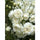 Exotic Hybrid Climbing Rose Flower Seeds – Pack of 20  -Delhi White Pear - Rose Seeds