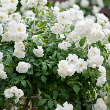 "Exotic Hybrid Climbing Rose Flower Seeds 20   -Iceberg - Rose Seeds