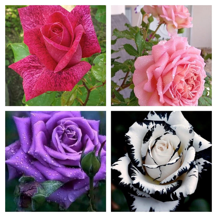 Rare Rose Flower Seeds mix 20 Seeds (4 mixed Varity) Rose seeds