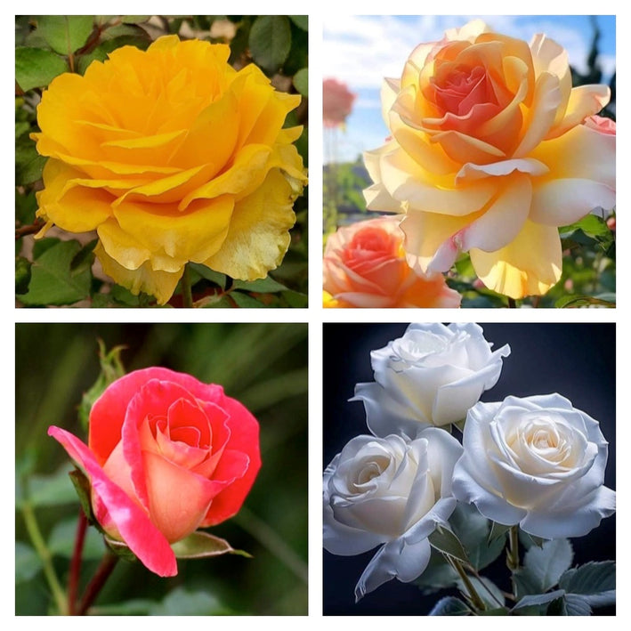 Rare Rose Flower Seeds mix 20 Seeds (4 mixed Varity) Rose seeds