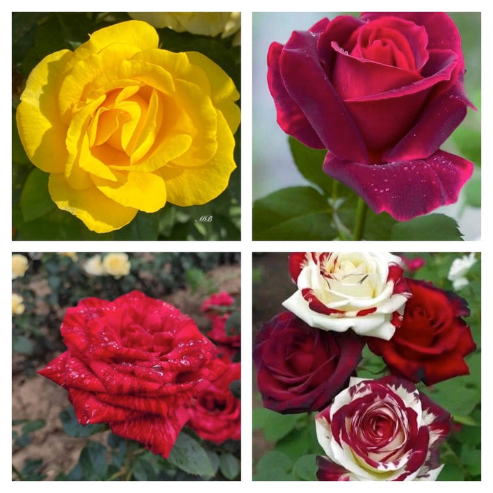 Rare Rose Flower Seeds mix 20 Seeds (4 mixed Varity) Rose seeds