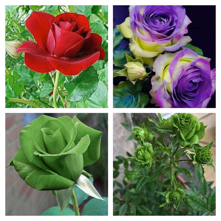 Rare Rose Flower Seeds mix 20 Seeds (4 mixed Varity) Rose seeds