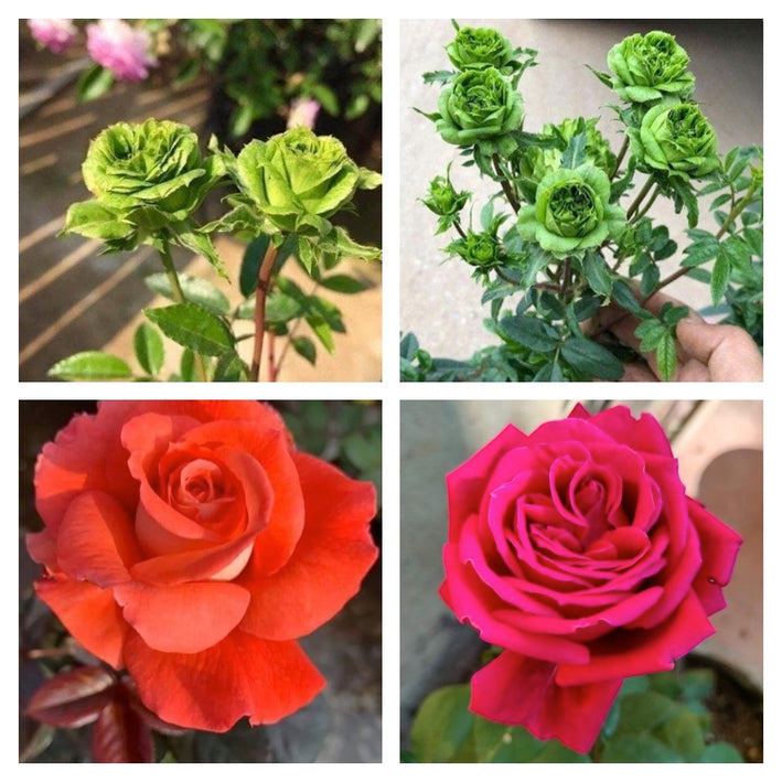 Rare Rose Flower Seeds mix 20 Seeds (4 mixed Varity) Rose seeds