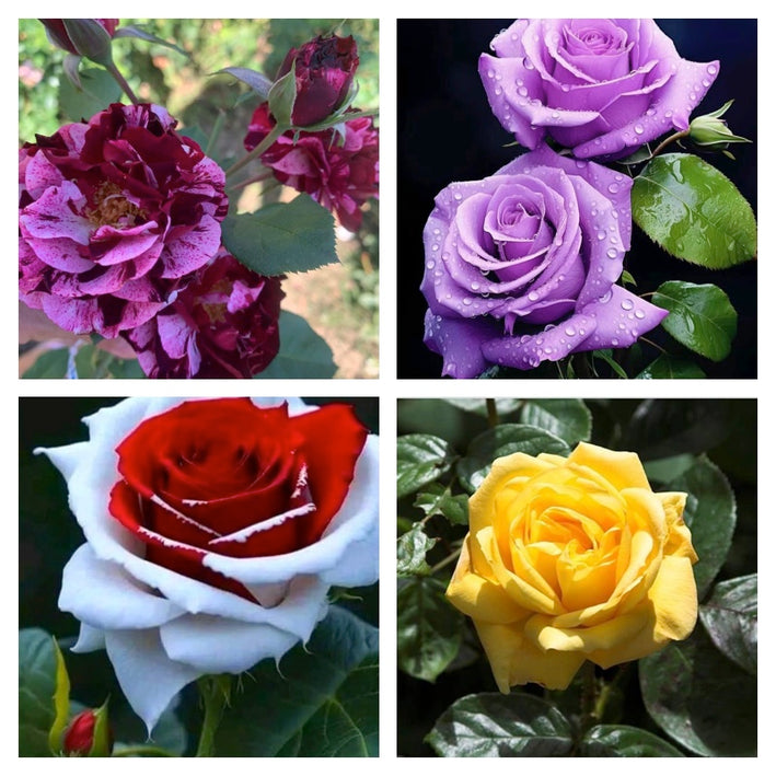 Rare Rose Flower Seeds mix 20 Seeds (4 mixed Varity) Rose seeds