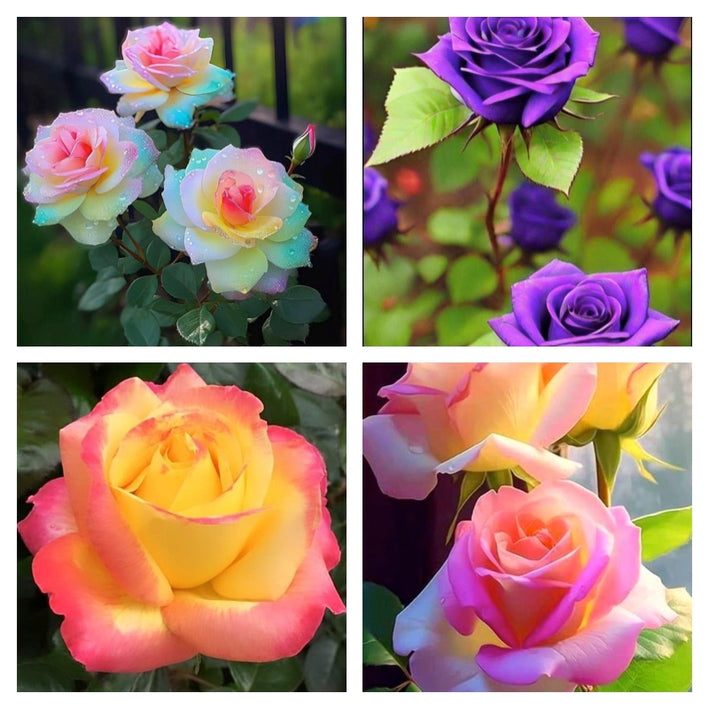 Rare Rose Flower Seeds mix 20 Seeds (4 mixed Varity) Rose seeds