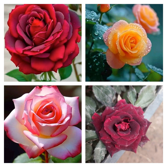 Rare Rose Flower Seeds mix 20 Seeds (4 mixed Varity) Rose seeds