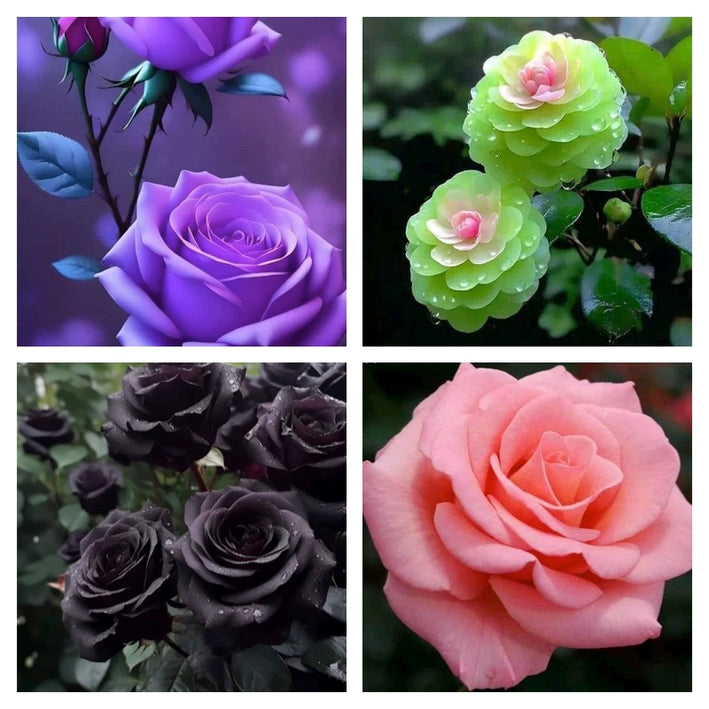 Rare Rose Flower Seeds mix 20 Seeds (4 mixed Varity) Rose seeds