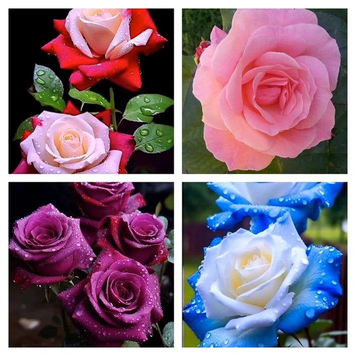 Rare Rose Flower Seeds mix 20 Seeds (4 mixed Varity) Rose seeds