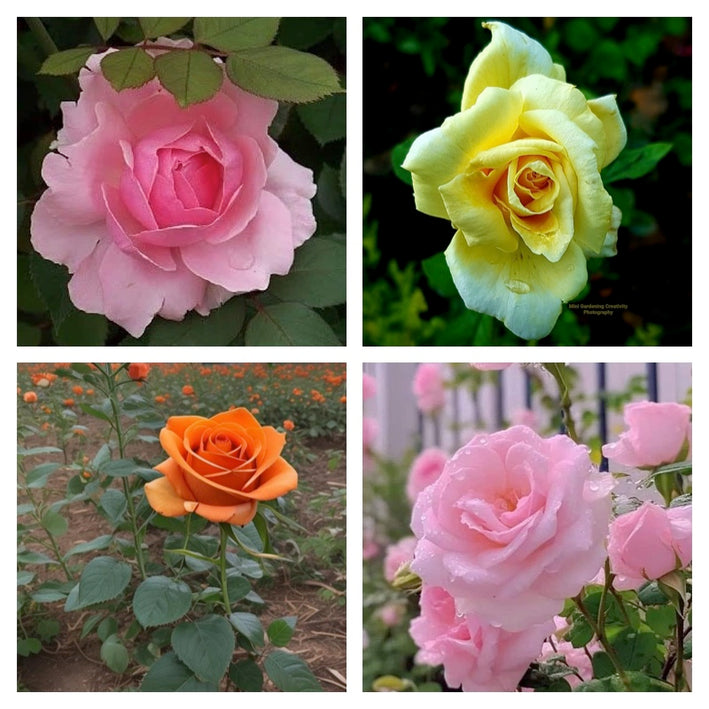 Rare Rose Flower Seeds mix 20 Seeds (4 mixed Varity) Rose seeds