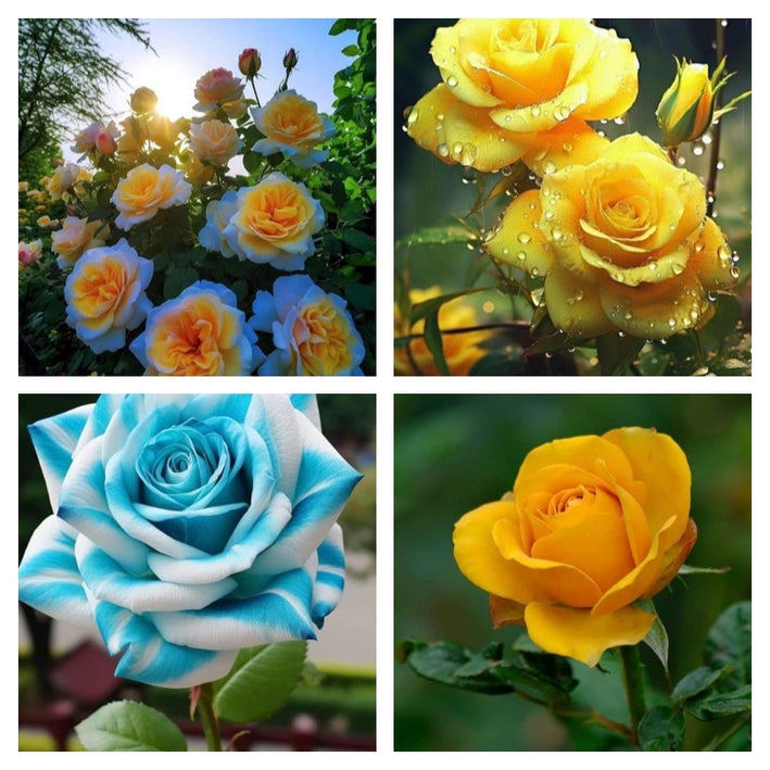 Rare Rose Flower Seeds mix 20 Seeds (4 mixed Varity) Rose seeds