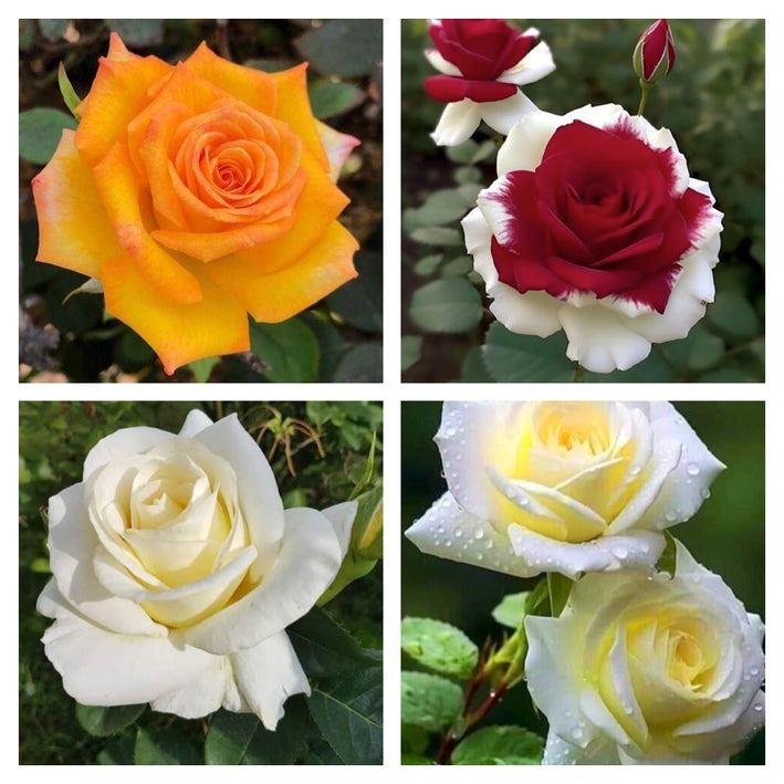 Rare Rose Flower Seeds mix 20 Seeds (4 mixed Varity) Rose seeds