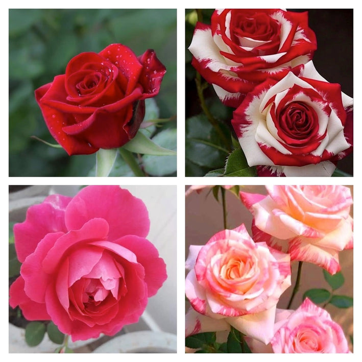 Rare Rose Flower Seeds mix 20 Seeds (4 mixed Varity) Rose seeds