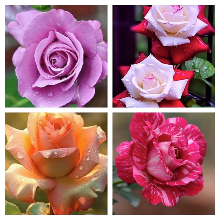 Rare Rose Flower Seeds mix 20 Seeds (4 mixed Varity) Rose seeds