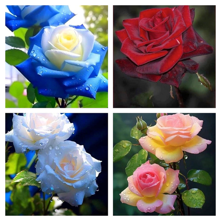 Rare Rose Flower Seeds mix 20 Seeds (4 mixed Varity) Rose seeds