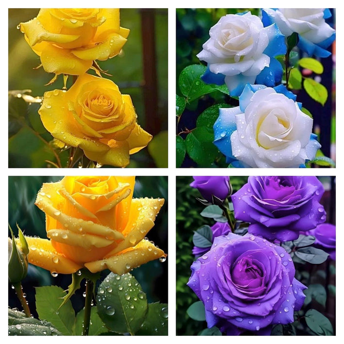 Rare Rose Flower Seeds mix 20 Seeds (4 mixed Varity) Rose seeds