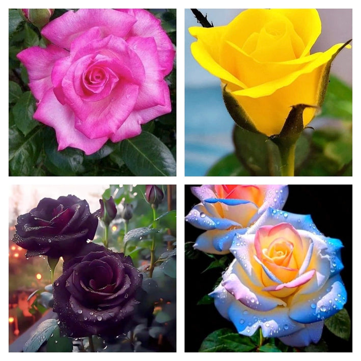 Rare Rose Flower Seeds mix 20 Seeds (4 mixed Varity) Rose seeds