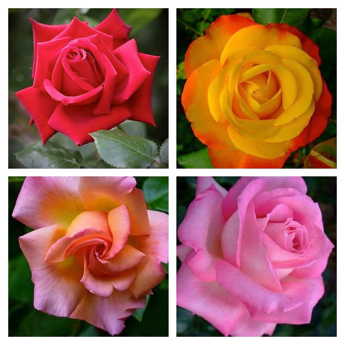 Rare Rose Flower Seeds mix 20 Seeds (4 mixed Varity) Rose seeds