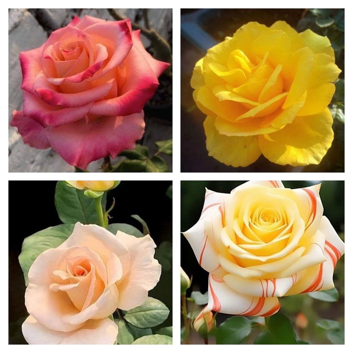 Rare Rose Flower Seeds mix 20 Seeds (4 mixed Varity) Rose seeds