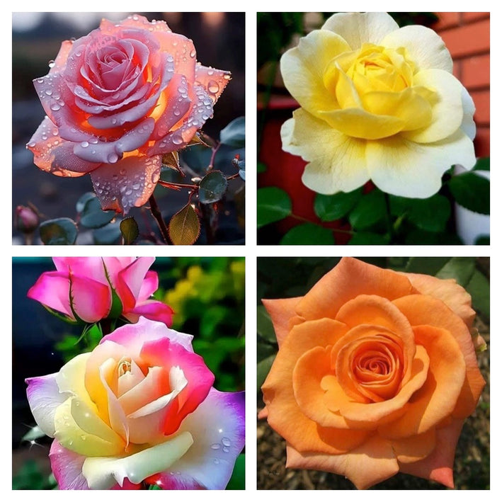 Rare Rose Flower Seeds mix 20 Seeds (4 mixed Varity) Rose seeds