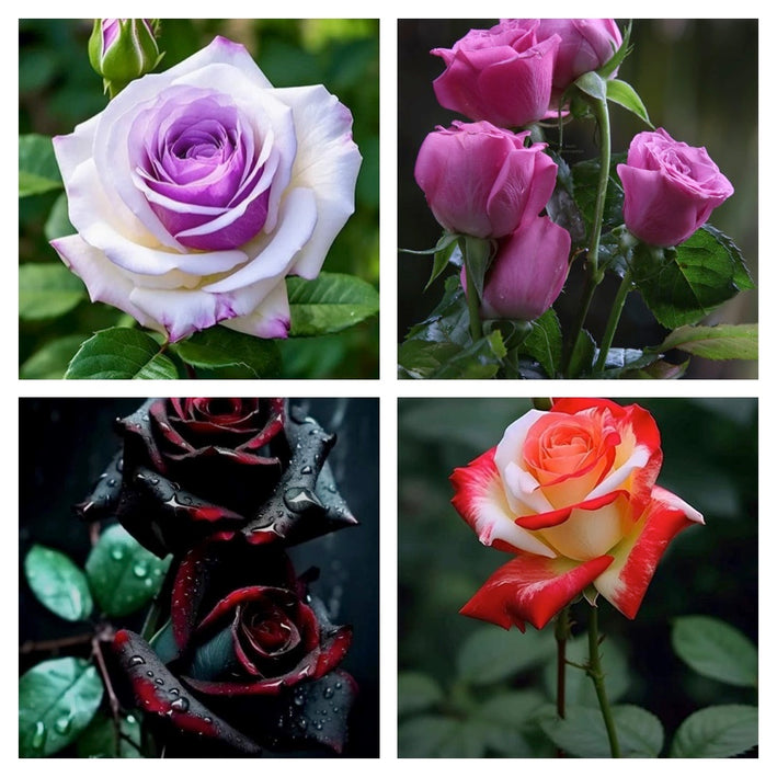 Rare Rose Flower Seeds mix 20 Seeds (4 mixed Varity) Rose seeds