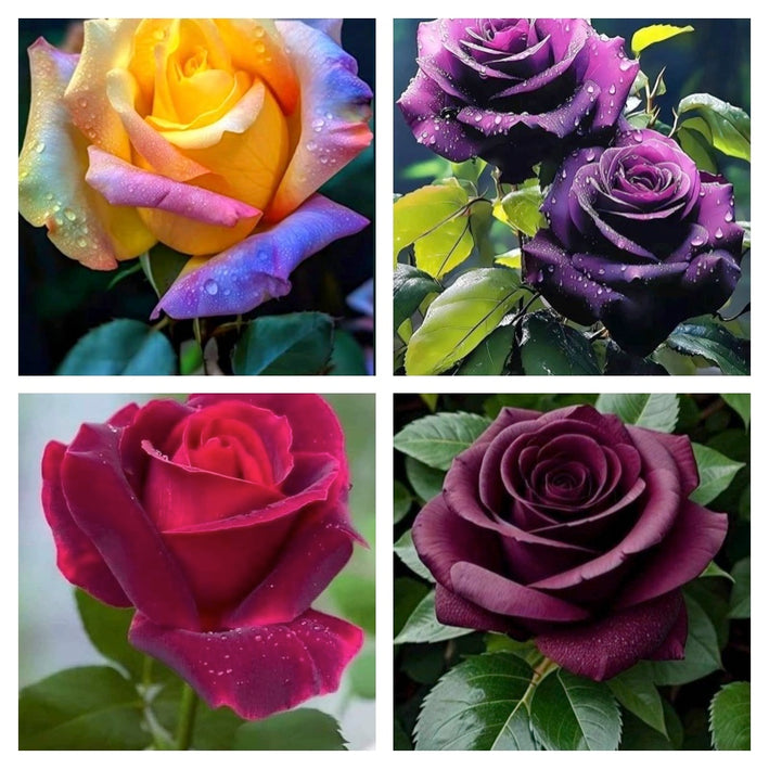 Rare Rose Flower Seeds mix 20 Seeds (4 mixed Varity) Rose seeds