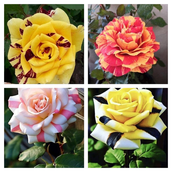 Rare Rose Flower Seeds mix 30 Seeds (9 mixed Varity) Rose seeds