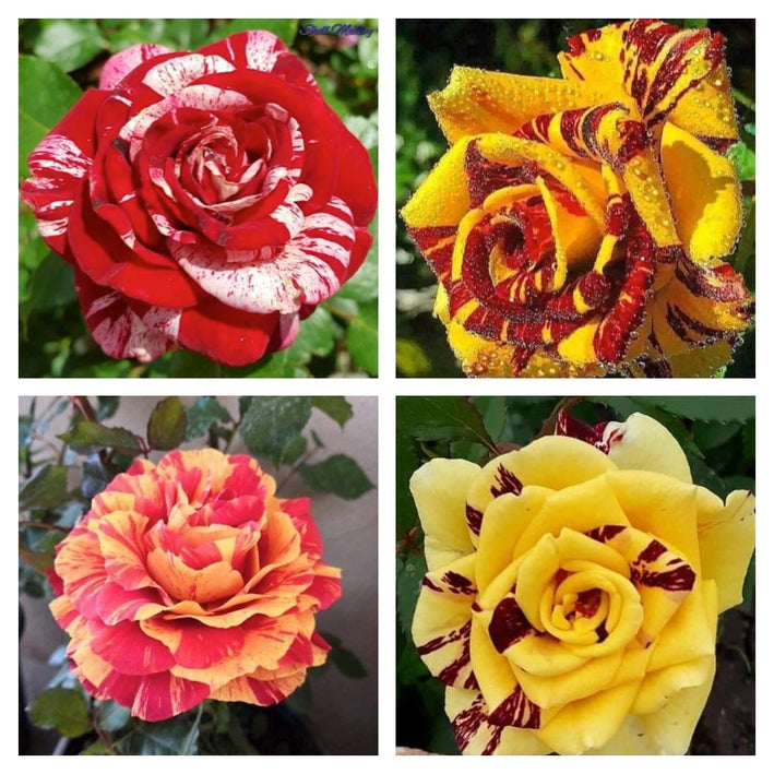 Rare Rose Flower Seeds mix 30 Seeds (9 mixed Varity) Rose seeds