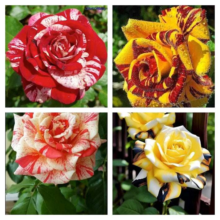 Rare Rose Flower Seeds mix 20 Seeds (4 mixed Varity) Rose seeds