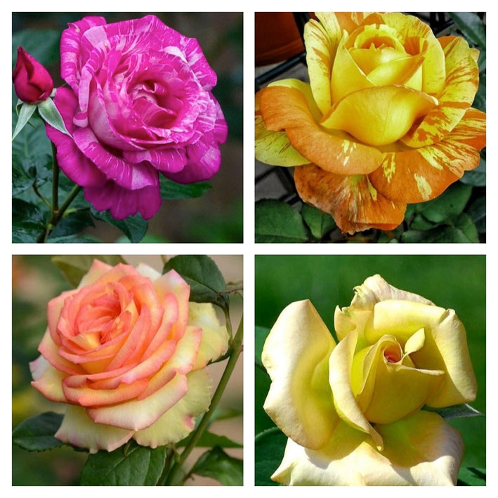 Rare Rose Flower Seeds mix 20 Seeds (4 mixed Varity) Rose seeds