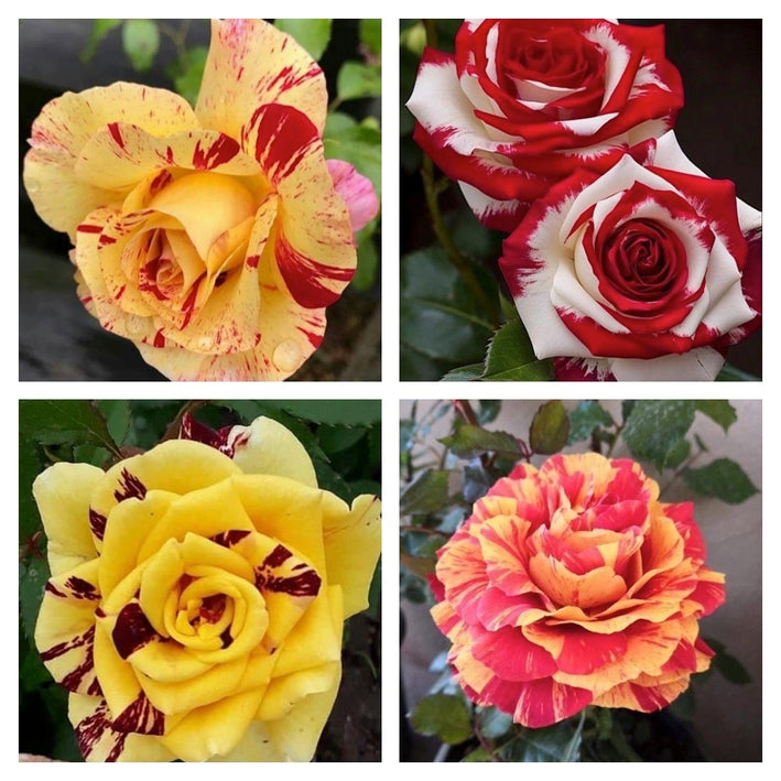 Rare Rose Flower Seeds mix 20 Seeds (4 mixed Varity) Rose seeds