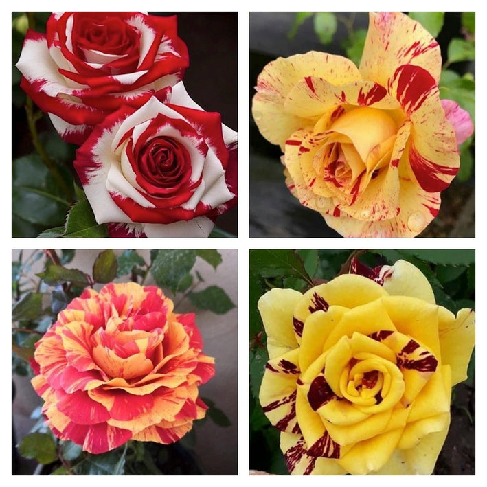 Rare Rose Flower Seeds mix 20 Seeds (4 mixed Varity) Rose seeds