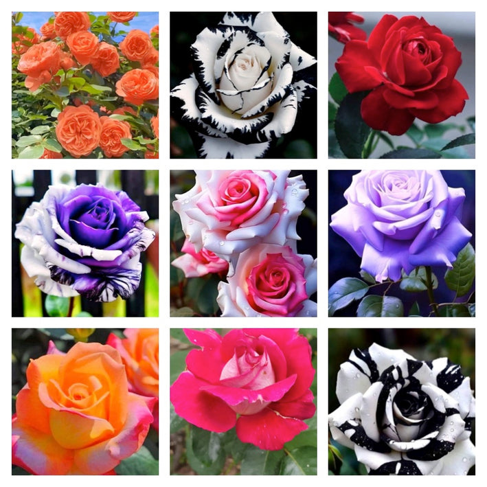 Rare Rose Flower Seeds mix 30 Seeds (9 mixed Varity) Rose seeds