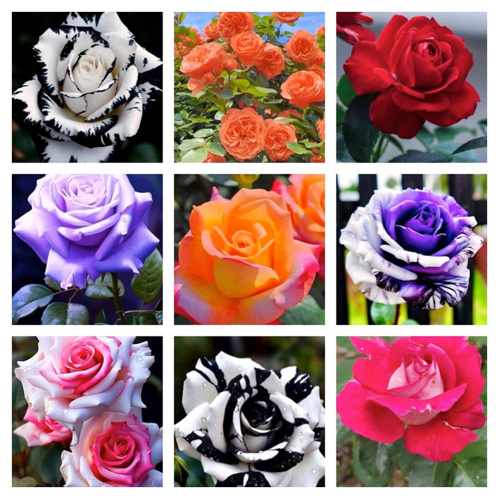 Rare Rose Flower Seeds mix 30 Seeds (9 mixed Varity) Rose seeds