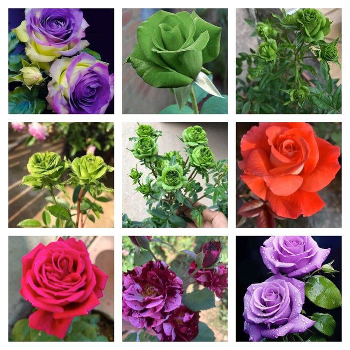 Rare Rose Flower Seeds mix 30 Seeds (9 mixed Varity) Rose seeds