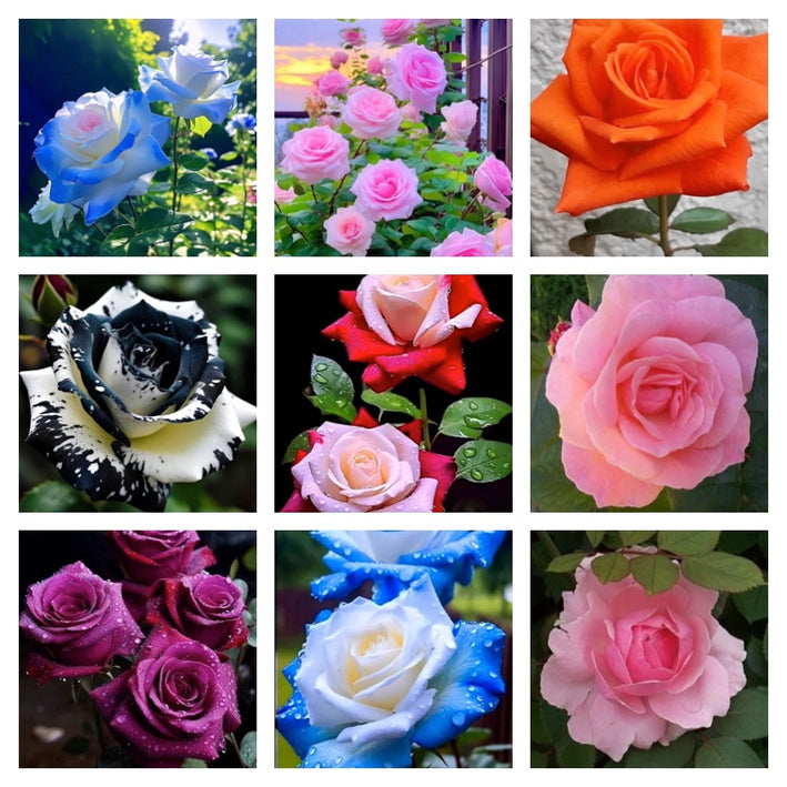 Rare Rose Flower Seeds mix 30 Seeds (9 mixed Varity) Rose seeds