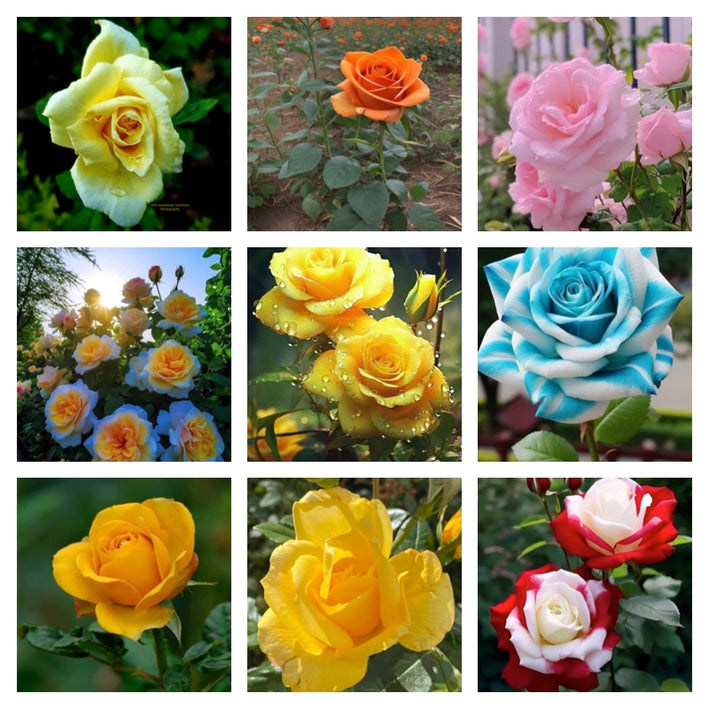 Rare Rose Flower Seeds mix 30 Seeds (9 mixed Varity) Rose seeds